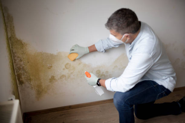 Best Post-Construction Mold Inspection  in La Vergne, TN